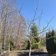 Medžių genėjimas, pjovimas