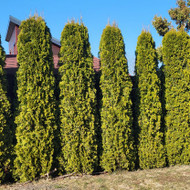 Reik pasodint tujų gyvatvorę