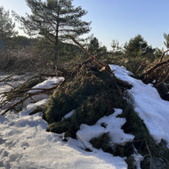 Šakų ir pušų kamienų išvežimas