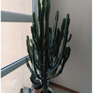 Reikia parvežti augalą - KAKTUSĄ