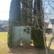 Ieskau kas galetu pasalinti tris tujas