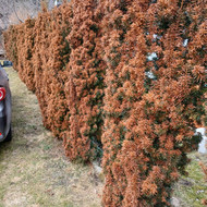 Reikia išgenėti kukmededžių gyvatvorę