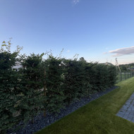 Gyvatvoriniai bukai ir jų sodinimas