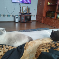 Šunų, kačių kirpyklos