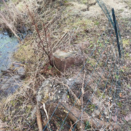 Pašalinti medžio kelmus 4 vnt