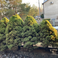 Suformuoti dekoratyvines eglutes