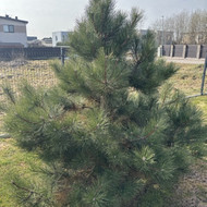 12'os pušų formavimas ir 2'jų persodinimas