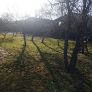 Medžių genėjimas, pjovimas