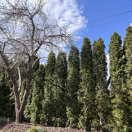 Medžių genėjimas, pjovimas