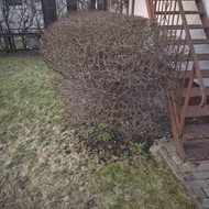 Gyvatvorių karpymas