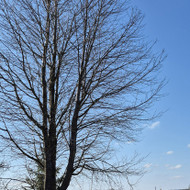 Medžių genėjimas, pjovimas