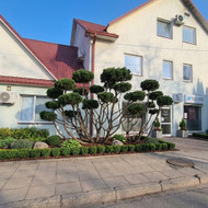 Pušelės sutvarkymas