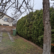 Kas galėtų iškasti 20 tujų apie 1.5 aukščio ir išvežti Kaunas