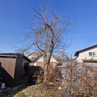 Reikia apgenėti 4 medžius, 1 nupjauti