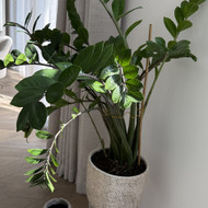 Vidaus augalų priežiūra