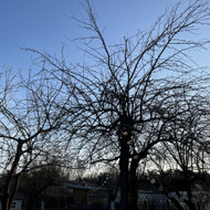 Medžių genėjimas, pjovimas