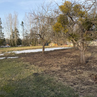 Ieškome kas išgenėtų 3 senas obelis