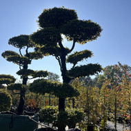 Bukai ir ju sodinimas