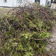 Šakų išvežimas Vilniuje