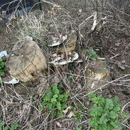 Atliekų išvežimas (akmenys su gruntu ir kelmai)