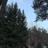 Eglių viršūnių trumpinimas