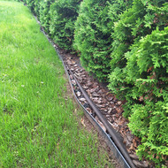 Tujų bortelis ir trinkelės