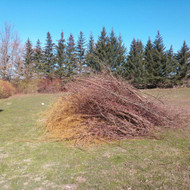 Reikia išvežti apie 20 kubų nugenėtų šakų-gluosnis, krūmai, vaismedžiai