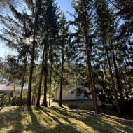 Medžių išpjovimas