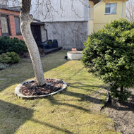 Dekoratyvinis spygliuočių genėjimas