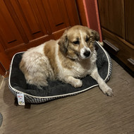 Šunų, kačių kirpyklos