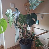 Reikia persodinti augalą