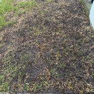 Vejos atsėjimas Palanga