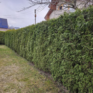 Tujų gyvatvorės genėjimas