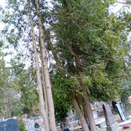 Kapų tvarkymas, priežiūra