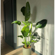 Ieškau kas iš Šiaulių į Klaipėdą parvestų augalą (160cm)