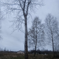 Reikalinga nukirsti 1 medį, kurio skersmuo iki 40 cm.