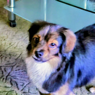 Šunų, kačių kirpyklos