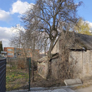 Medžių genėjimas, pjovimas