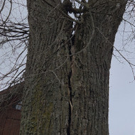 Avarinių medžių pjovimas