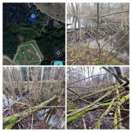 Bebrų užtvankos šalinimas