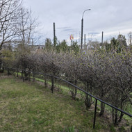 Gudobelių gyvatvorės genėjimas