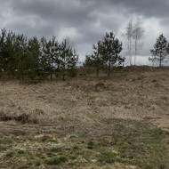 Pušelių persodinimas sklype