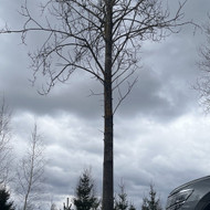 1 Medzio nukirtimas ir kelmo pasalinimas