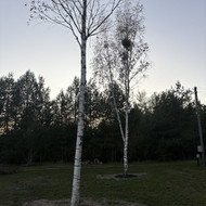 2 Beržų nupjovimas - nukirtimas