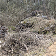 Reikia išvežti nupjautus kelmus