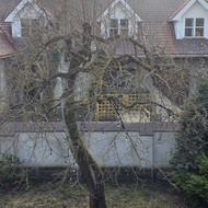 Nugenėti seną kriaušę Klaipėdos mieste, aukšta