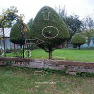 Reikia konsultacijos dėl tujų auginimo, genėjimo.