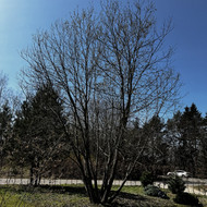 Medžio kirtimas, kelmo šalinimas