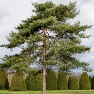 Ieškau medžių persodinimui Kauno rajone