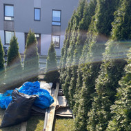 Tujų genėjimas ir priežiūra